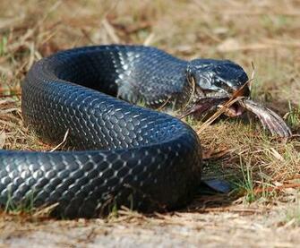 Venomous Black Indigo Snake
