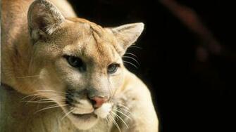 Animal Widescreen Wallpaper Desktop