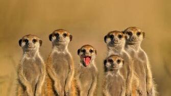 Meerkat Desktop Image