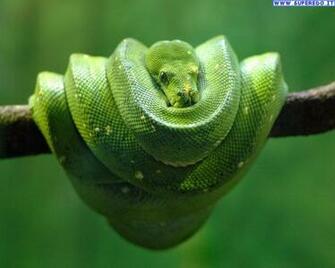 Snakes Desktop Wallpaper High Definition