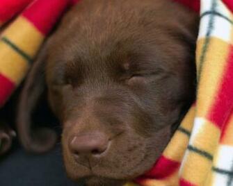 Labrador Center All About Retriever Dogs And Puppies