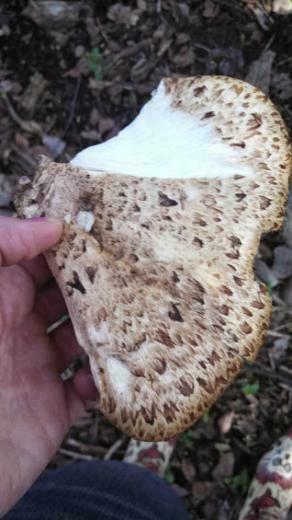 Morel Mushrooms And Mushroom Wallpaper Box