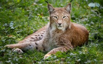 Stunning HD Lynx Wallpaper HDwallsource