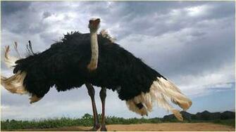 Ostrich Wallpaper