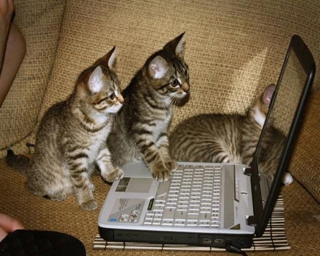 Funny Animal Wallpaper HD For Desktop Area