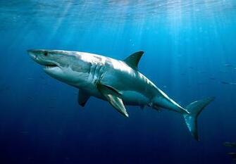 Awesome Shark Wallpaper In Really High Quality