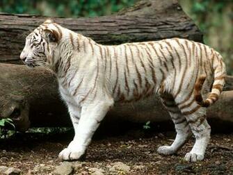 White Bengal Tiger