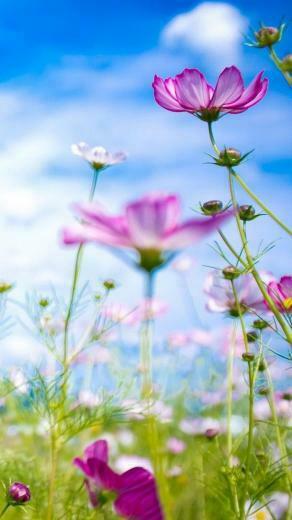 HD Flower Wallpaper