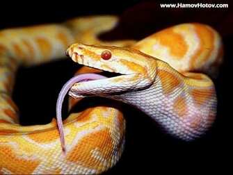 Android Phones Wallpaper Dangerous Snake