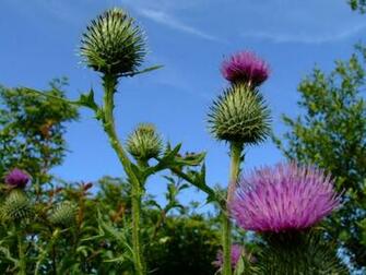 Thistles Desktop Background Wallpaper