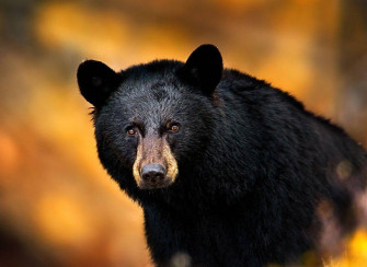 Black Bear Wallpaper