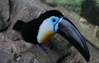 Animal Channel Billed Toucan Wallpaper
