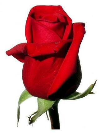 Red Roses White Background Ing Gallery