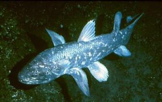 Coelacanth Image Image Gallery On Animal Picture Society