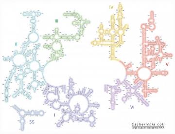 Ribosome Image