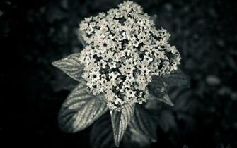 Dark Flower Wallpaper