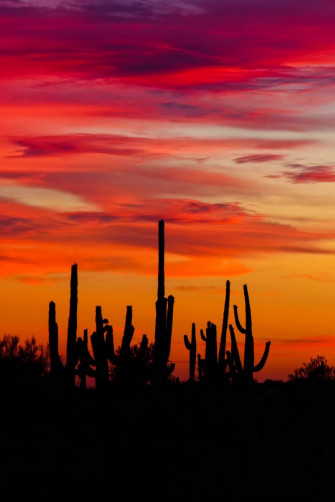 Wallpaper Cacti Sunset Silhouettes Arizona