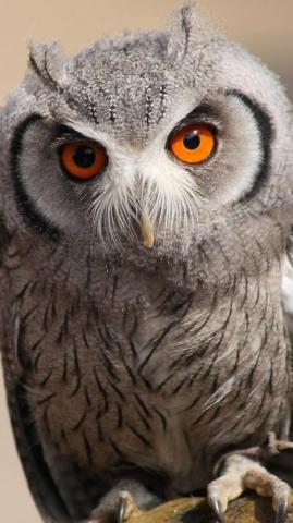 Staring Owl 4k Ultra HD Mobile Wallpaper