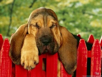 You Can Find Bloodhound Puppy Dog Wallpaper In Many Resolution Such