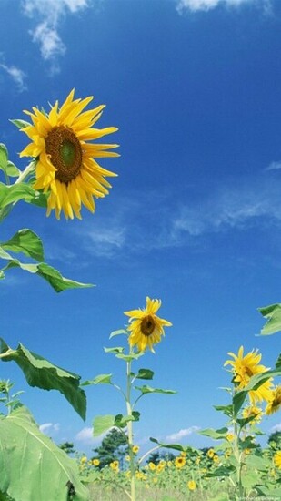 Flower Sky Yellow Nature iPhone Wallpaper HD