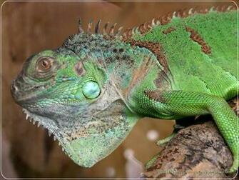 HD Reptile Wallpaper Reptiles