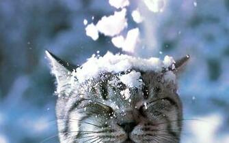 Winter Snow Cats Animals Closed Eyes Wallpaper