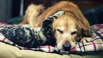 Cat And Dog Wallpaper