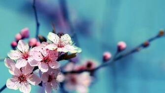 Flowers Cherry Blossom Wallpaper Net