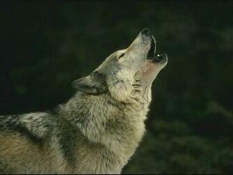 Lobos Wallpaper