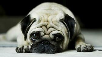 All Wallpaper Pug Dog HD