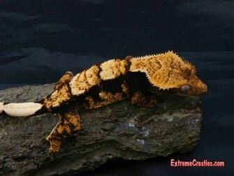 Crested Gecko Wallpaper Recently Sold Geckos