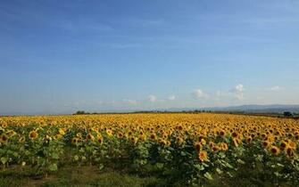 Sunflower Field Wallpaper