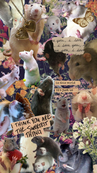 Check Out Enomanley S Shuffles Rats Cute Wallpaper iPhone