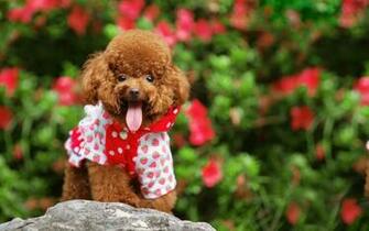 Pics Photos Poodle Background