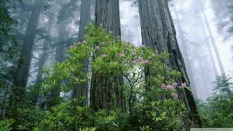 Redwood National Park 4k HD Desktop Wallpaper For Ultra