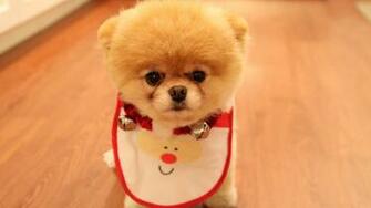 Pomeranian Puppy With Bib Wallpaper