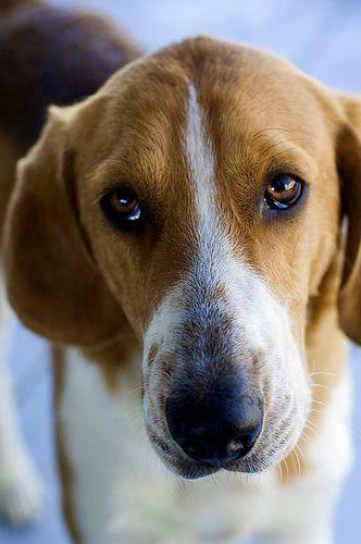 American Fox Hound Dog Photo Foxhound Wallpaper