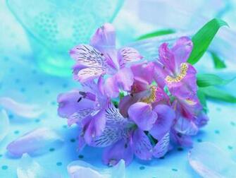 Beautiful Fresh Flowers Light Purple HD