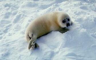 Seal Wallpaper Desktop Sealdesktop Background