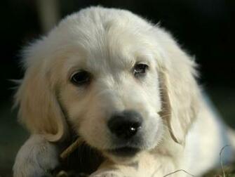 Pictures Of Puppies Wallpaper