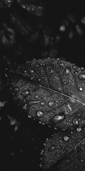 Black And White Android Wallpaper