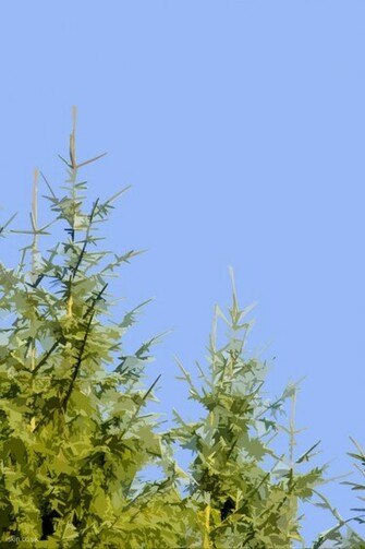 Pine Tree Graphic Desktop Wallpaper Iskin Co Uk