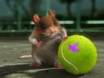 Wallpaper Hamster Wallpaperbook Net