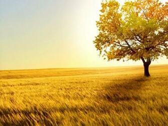 Brown Tree Wallpaper Efondos