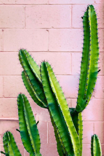 Cactus iPhone The Coolest Hottest Way To Stay Connected Wallpaper