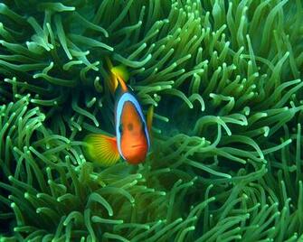 Clown Fish Wallpaper HD Background