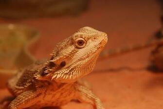 Bearded Dragon Wallpaper Background