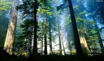 Redwood Forest Wallpaper Cool HD