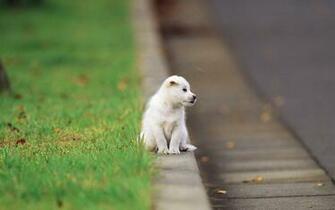 Pretty Dog Wallpaper Puppies