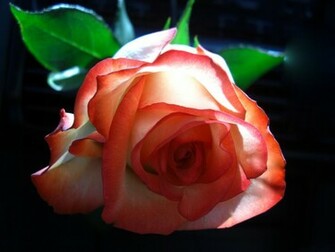 Roses Image Beautiful Color HD Wallpaper And Background Photos